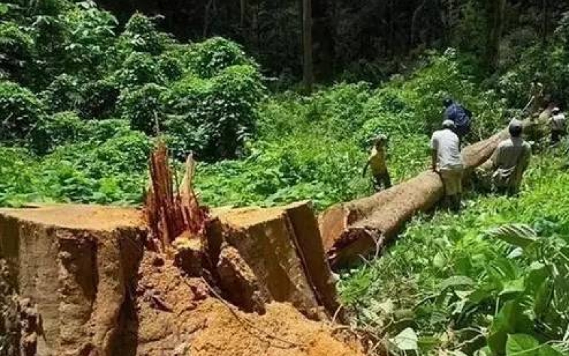 缅甸花梨（大果紫檀）逐渐成为红木家具的“主力军”。。。。